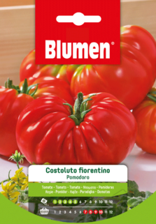 Pomodoro Costoluto Fiorentino